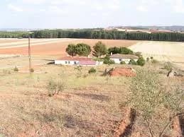 Colliguilla