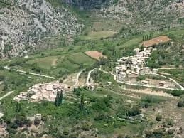 Alzina d'alinyà