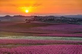Sunyer