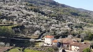 Gargantilla
