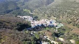Parauta