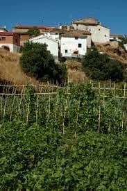 Cerveruela