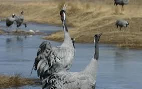 Gallocanta