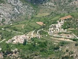 Alzina d'alinyà