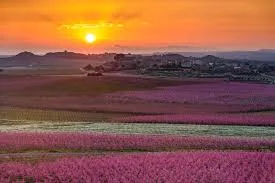 Sunyer